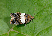 White-barred tortrix moth
