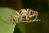 Lynx spider, female front view