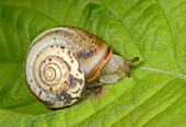 Carthusian snail