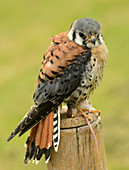 American kestrel