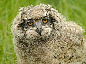 African spotted eagle owl fledgling, full face