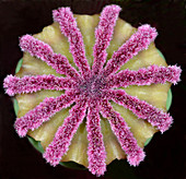 Oriental poppy (Papaver orientale) seedhead