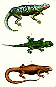Iguana, lizard and skink, 19th century