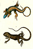 Tegu and iguanid lizards, 19th century