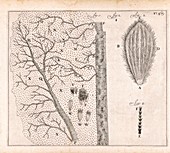 Insect wings observed by van Leeuwenhoek, 1692