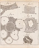 Cow's spinal cord observed by van Leeuwenhoek, 1717