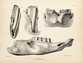 Mylodon prehistoric mammal fossil teeth, 19th century