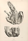 Scelidotherium prehistoric mammal fossils, 19th century