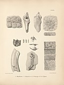 Prehistoric mammal fossils, 19th century
