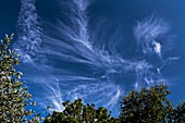 Cirrus spissatus clouds