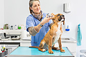 Veterinary consultation
