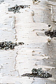 Close-up of the bark of a birch tree
