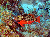 Stoplight Parrotfish, Initial phase