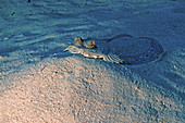 Peacock flounder