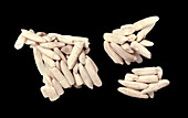 Rice Grain Clusters Assembled by Insect Larvae