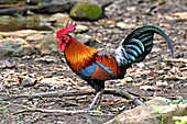 Red Junglefowl