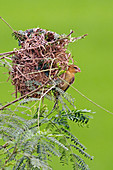 Asian Golden Weaver