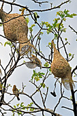 Baya Weaver