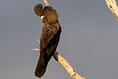 Red-tailed Black Cockatoo
