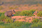 Southern Hairy-nosed Wombats