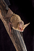 Lesser Long-eared Bat