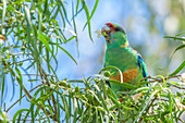 Mallee Ringneck Parrot