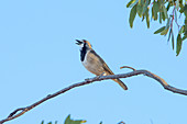 Crested Bellbird