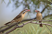 Spiny-cheeked Honeyeaters