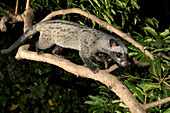 Common Palm Civet