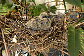 Spotted Dove Chicks