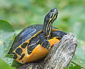 Florida Red-bellied Turtle
