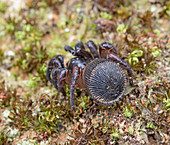 Torreya Trapdoor Spider