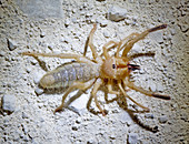 Solifugid