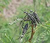 Black-striped Blister Beetles