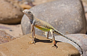 Texas Greater Earless Lizard