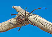 Western Black Widow