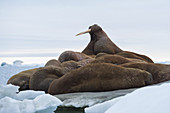 Walruses on Ice