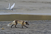 Arctic Fox Being Attacked by Arctic Tern