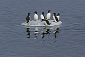 Thick-billed Murres