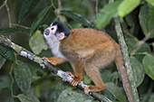Central American Squirrel Monkey