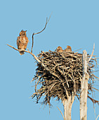 Great Horned Owl (Bubo virginianus)