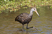 Limpkin