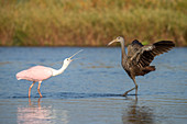 Limpkin and Spoonbill