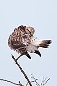 Rough-legged Hawk (Buteo lagopus)