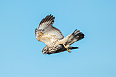 Red-shouldered Hawk (Buteo lineatus)