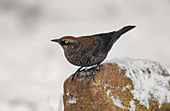 Rusty Blackbird (Euphagus carolinus)