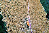 Flamingo Tongue, (Cyphoma gibbosum)