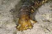 Furry Sea Cucumber