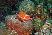 Longspine Squirrelfish (Holocentrus rufus)