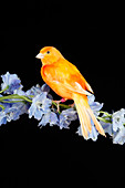 Red Factor Canary on flower